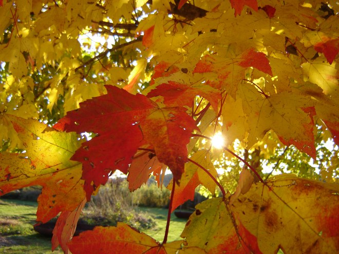 changing-of-the-leaves-3-1186746