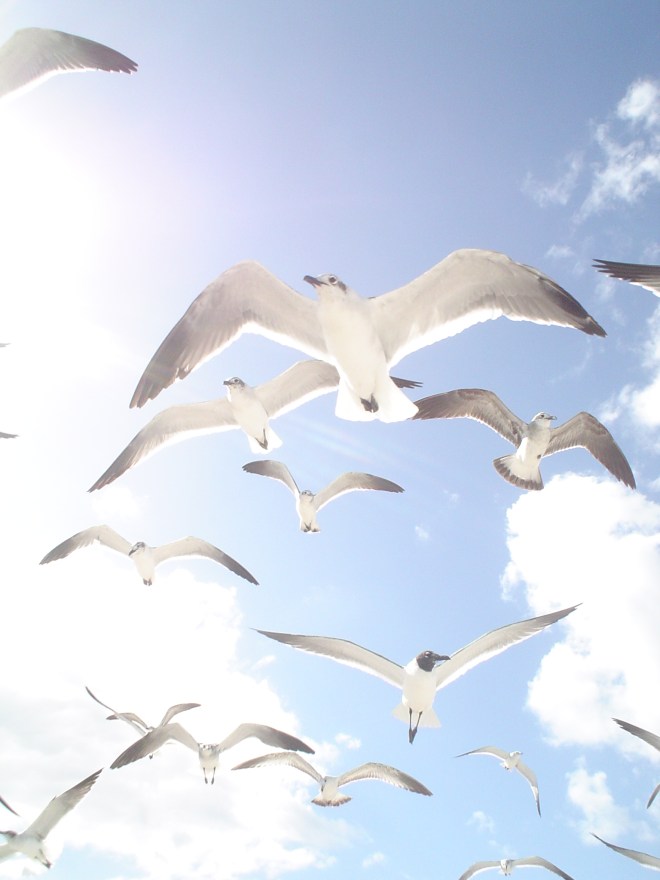 miami-seagulle-1259097